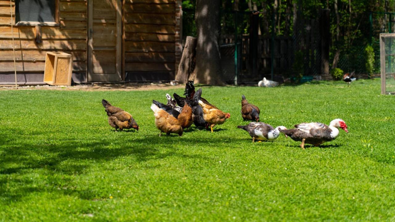 Farma Zelena Ruza Villa Klacno Dış mekan fotoğraf