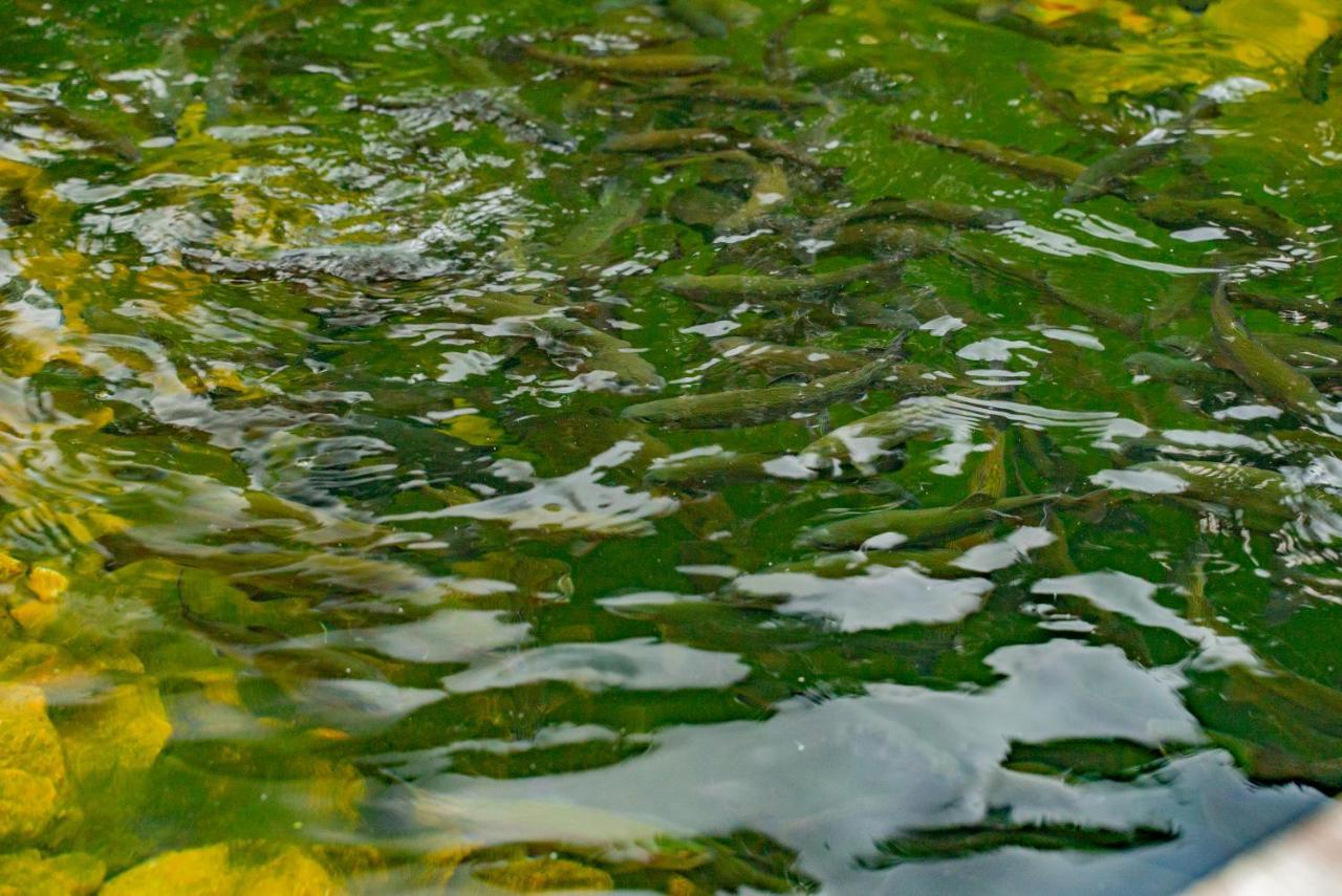 Farma Zelena Ruza Villa Klacno Dış mekan fotoğraf