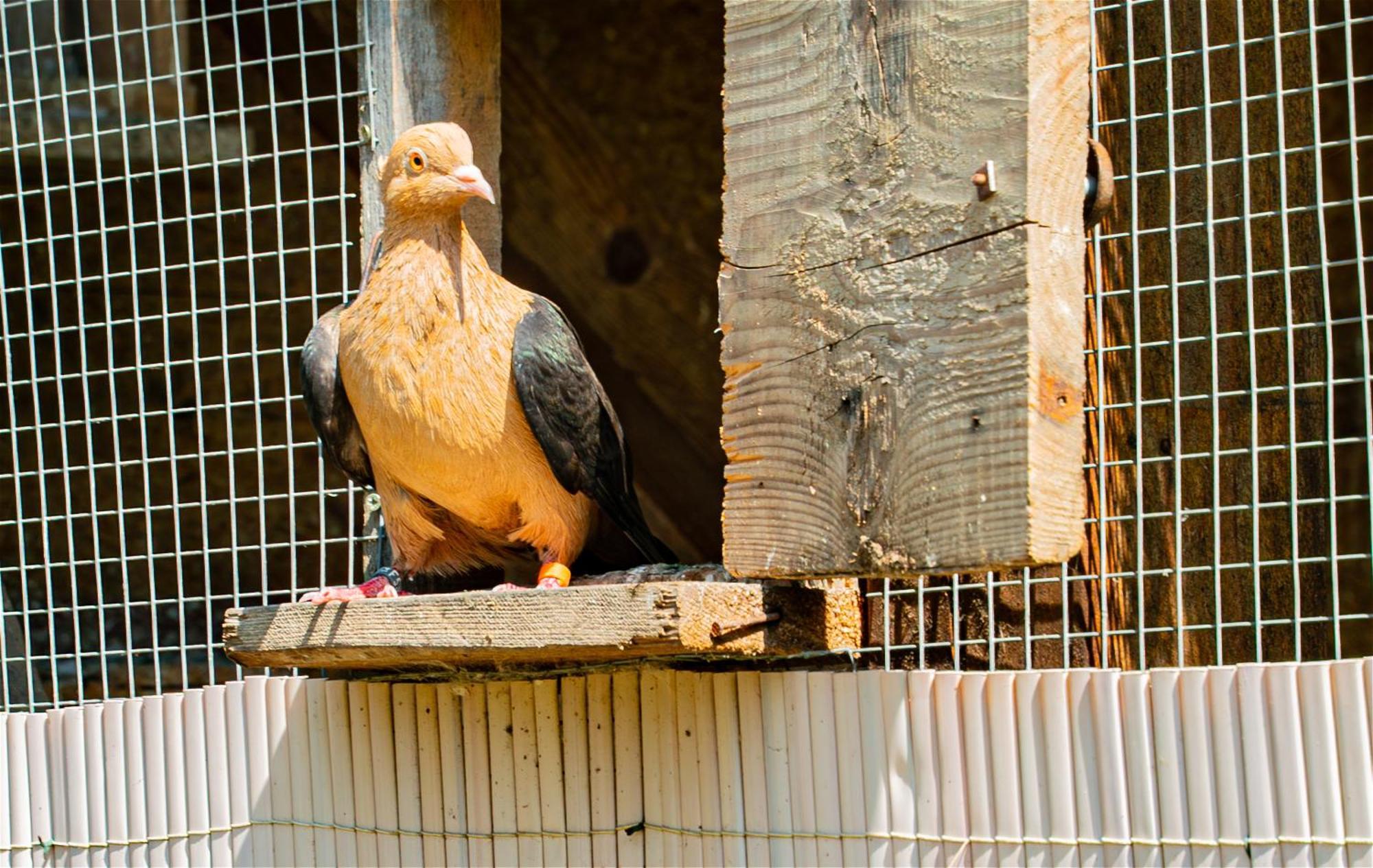 Farma Zelena Ruza Villa Klacno Dış mekan fotoğraf